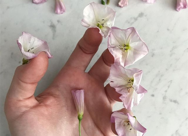 植物藝術(shù)美甲，南寧美甲造型設(shè)計培訓(xùn)分享